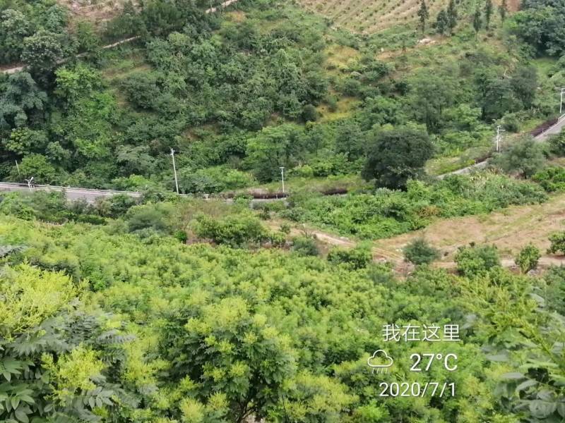 桂林金槐苗，全州金槐苗，大田金槐新品种