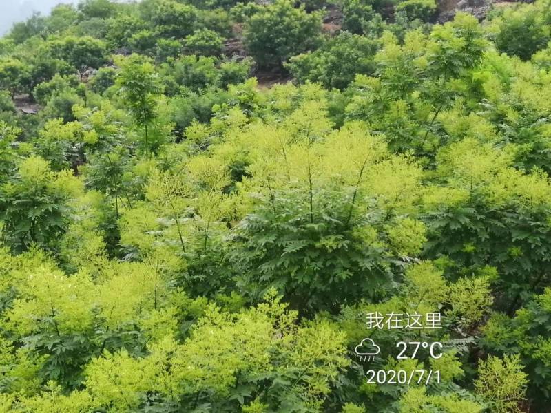 桂林金槐苗，全州金槐苗，大田金槐新品种