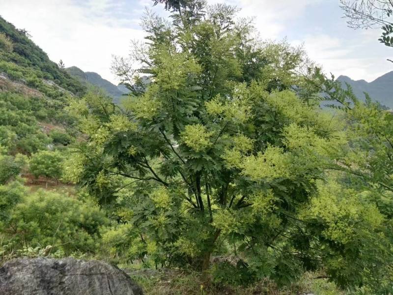 桂林金槐苗，全州金槐苗，大田金槐新品种