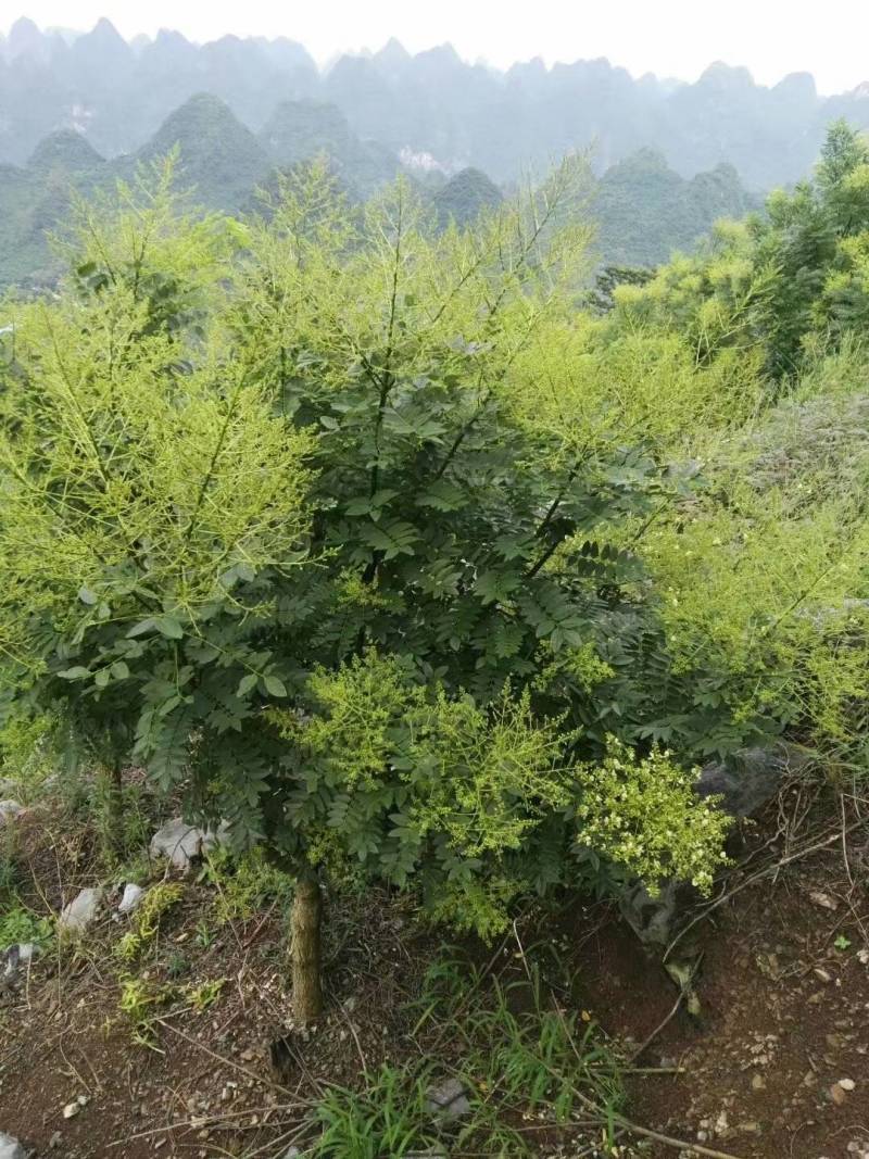 桂林金槐苗，全州金槐苗，大田金槐新品种