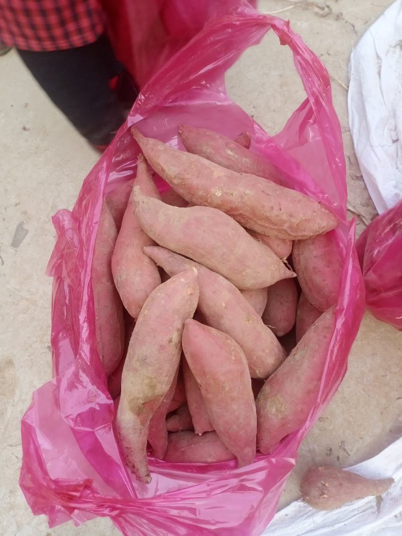 河南开封尉氏精品西瓜红红薯窖藏大吨位质量好货源充足