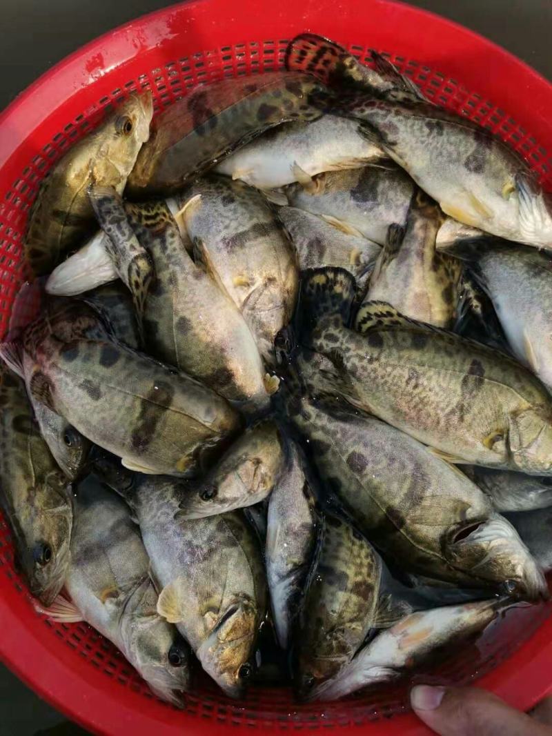 鳜鱼苗，桂花鱼苗，大规格鳜鱼苗，大规格鳜鱼苗大量现货