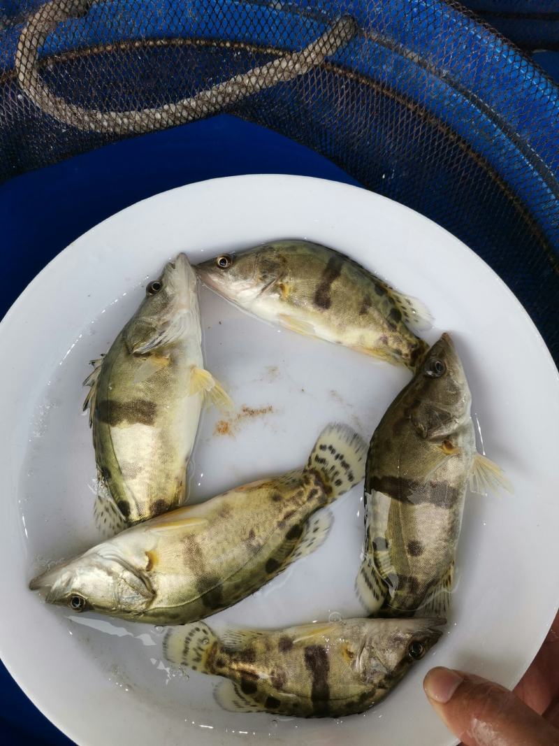 鳜鱼苗，桂花鱼苗，大规格鳜鱼苗，大规格鳜鱼苗大量现货