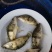 鳜鱼苗，桂花鱼苗，大量现货，可邮寄，全国空运