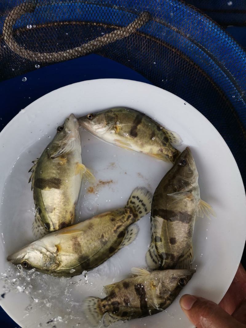 鳜鱼苗，桂花鱼苗，大量现货，可邮寄，全国空运