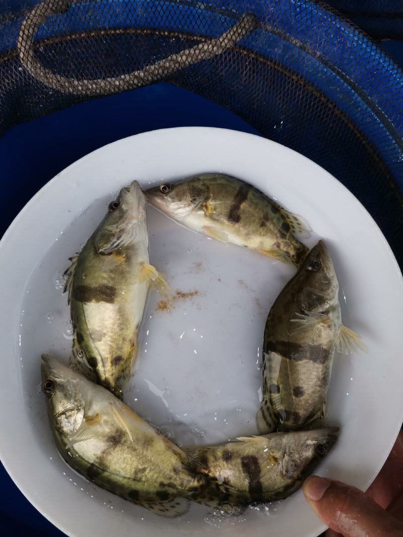 鳜鱼苗，桂花鱼苗，大量现货，可邮寄，全国空运