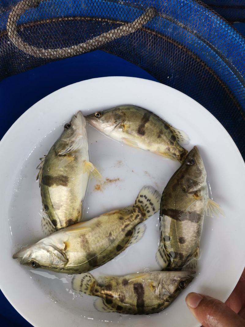 鳜鱼苗，桂花鱼苗，大量现货，可邮寄，全国空运