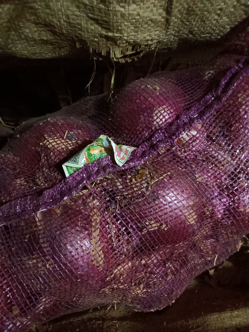山东优质紫皮洋葱种植基地整车批发可视频看货可发车量大从优