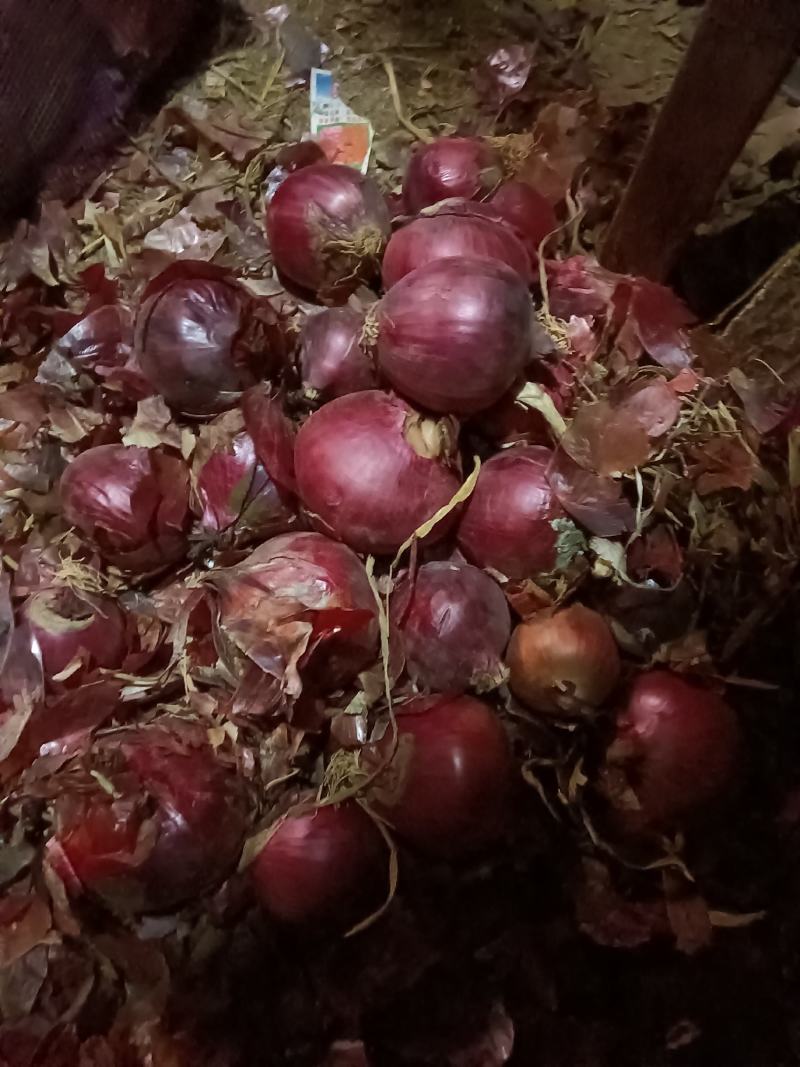 山东优质紫皮洋葱种植基地整车批发可视频看货可发车量大从优