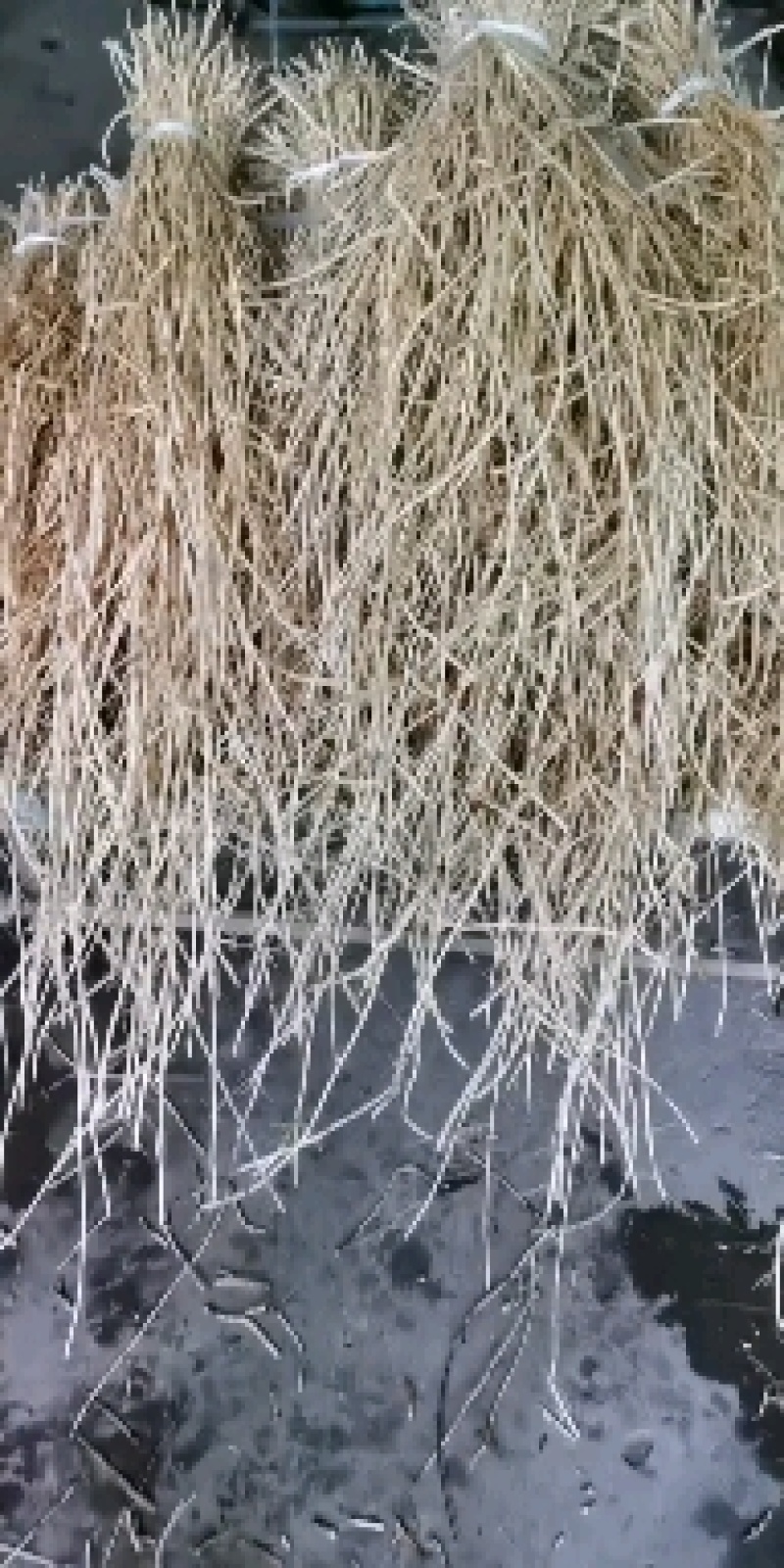 白茅根新鲜的白茅根白茅根批发零售