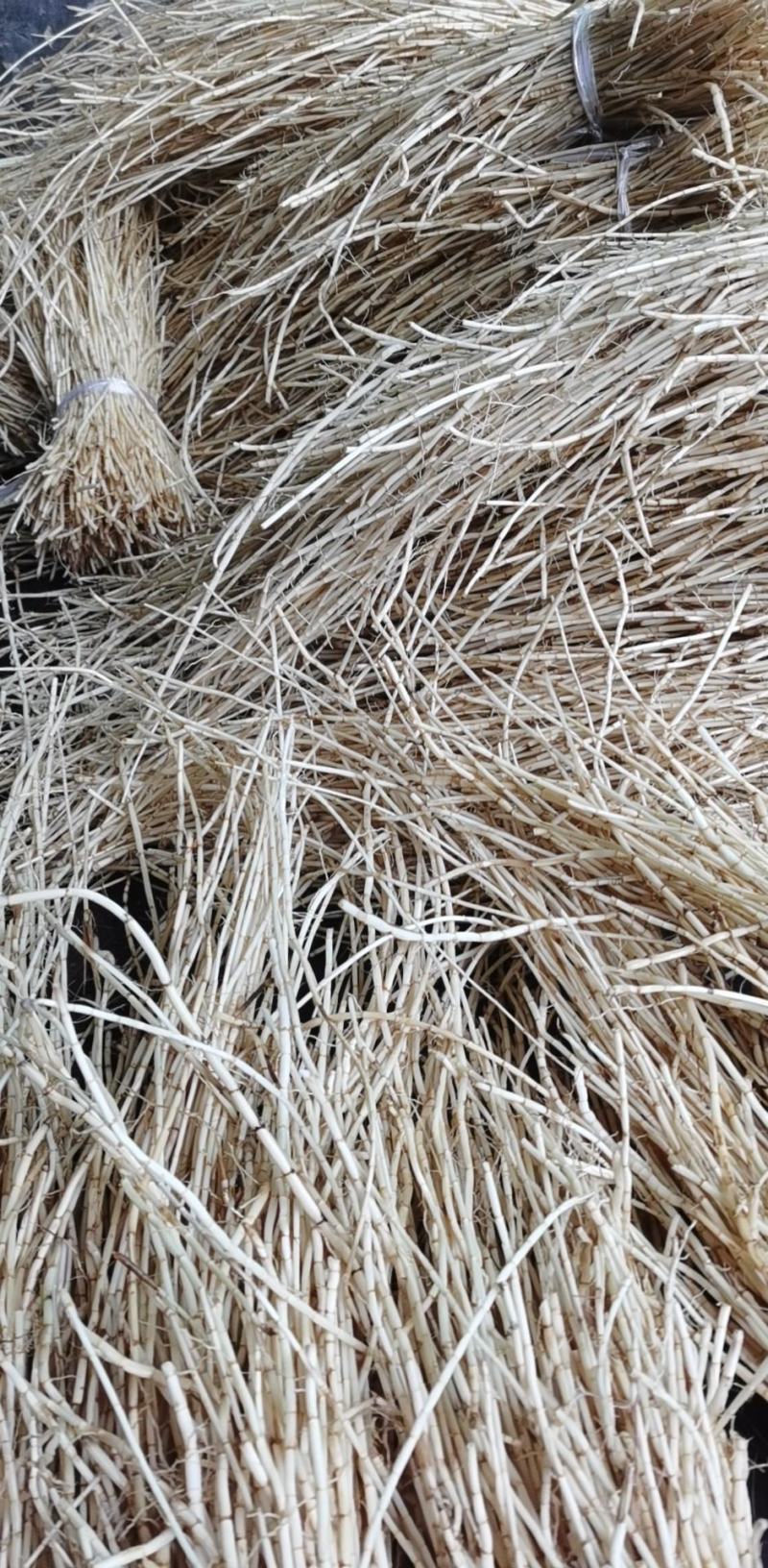 白茅根新鲜的白茅根白茅根批发零售