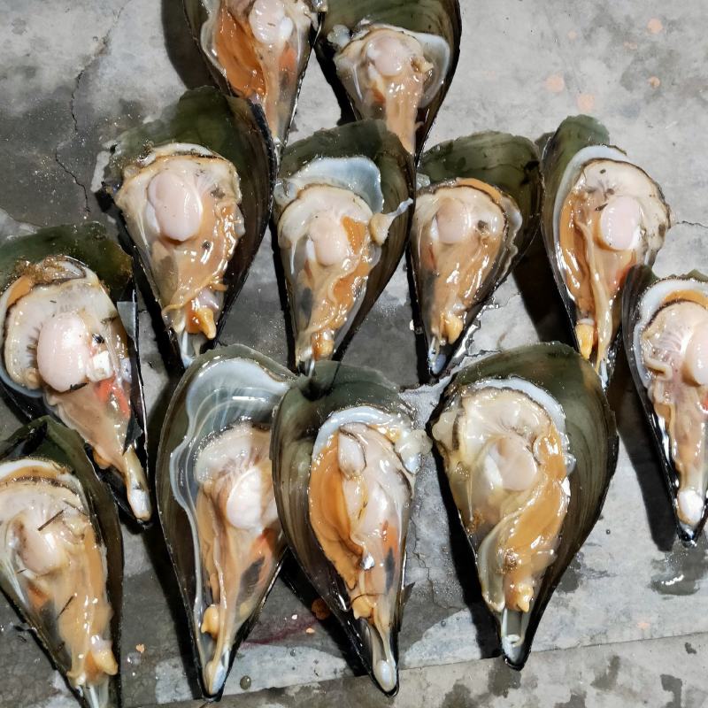 【半壳带子】全国直邮，整只带子，半壳带子，精品