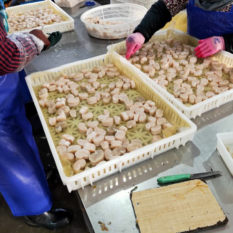 【江瑶贝柱】带子肉，瑶柱扇贝柱新鲜带子瑶贝丁