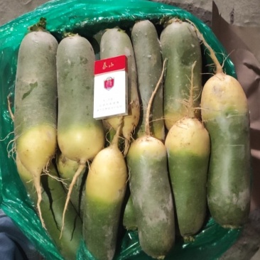 ）青萝卜精品货电商货工厂货大量供应（欢迎来电洽）