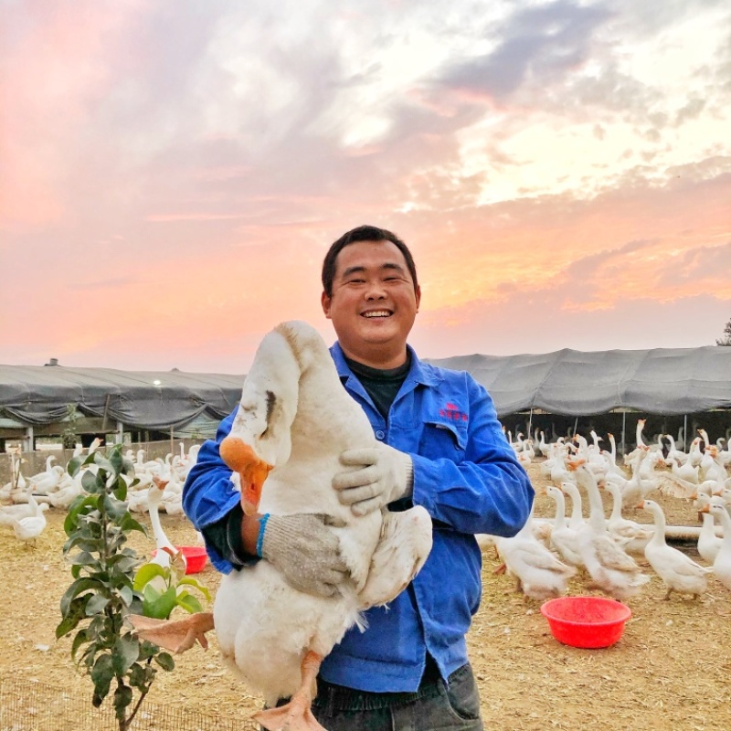 包邮破损包赔批发鹅蛋散养大鹅蛋鲜鹅蛋种蛋土鹅蛋