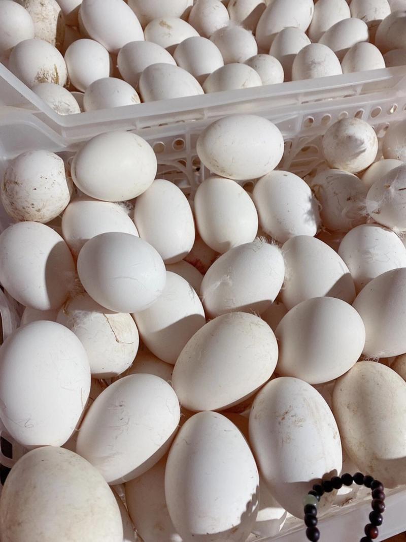 包邮破损包赔批发鹅蛋散养大鹅蛋鲜鹅蛋种蛋土鹅蛋