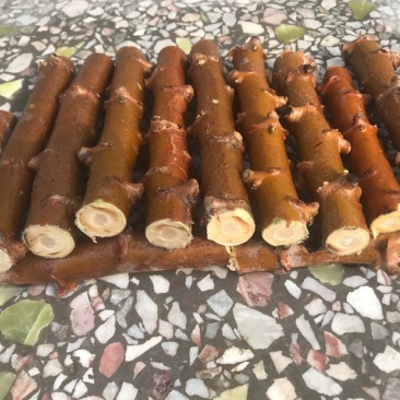 华南9号黄肉木薯种木薯茎食用面包木薯种保证正宗