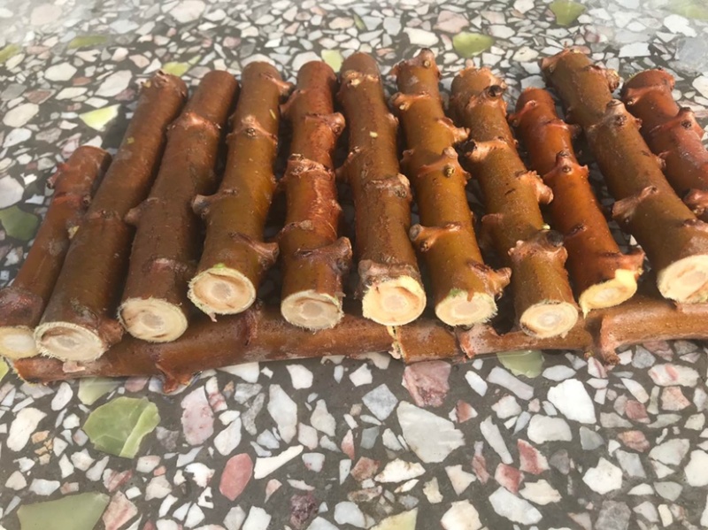 华南9号黄肉木薯种木薯茎食用面包木薯种保证正宗