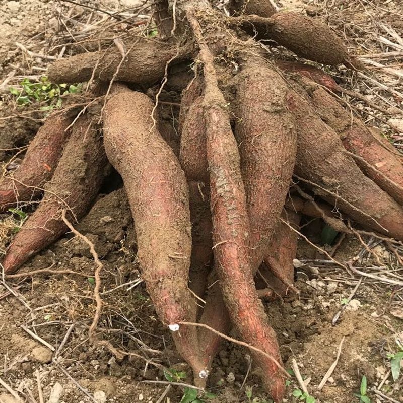 华南9号黄肉木薯种木薯茎食用面包木薯种保证正宗
