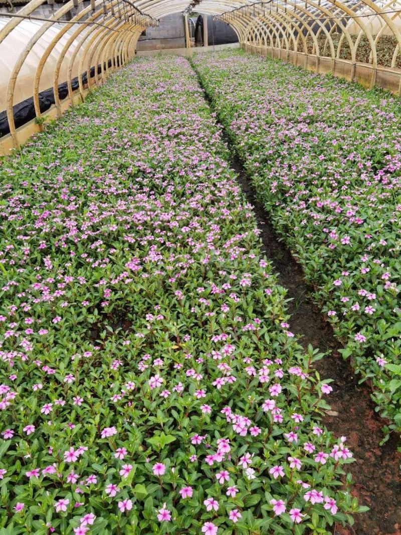 长春花，长春花杯苗，云南长春花苗圃直销，长春花绿化苗木