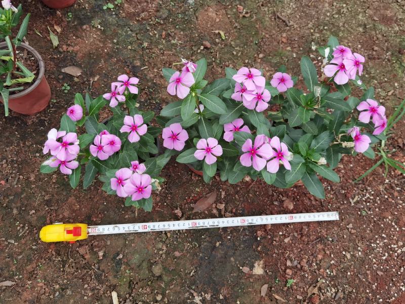 长春花，长春花杯苗，云南长春花苗圃直销，长春花绿化苗木