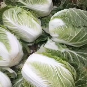 无公害种植，白菜，特色优质品种，黄心，青杂白菜