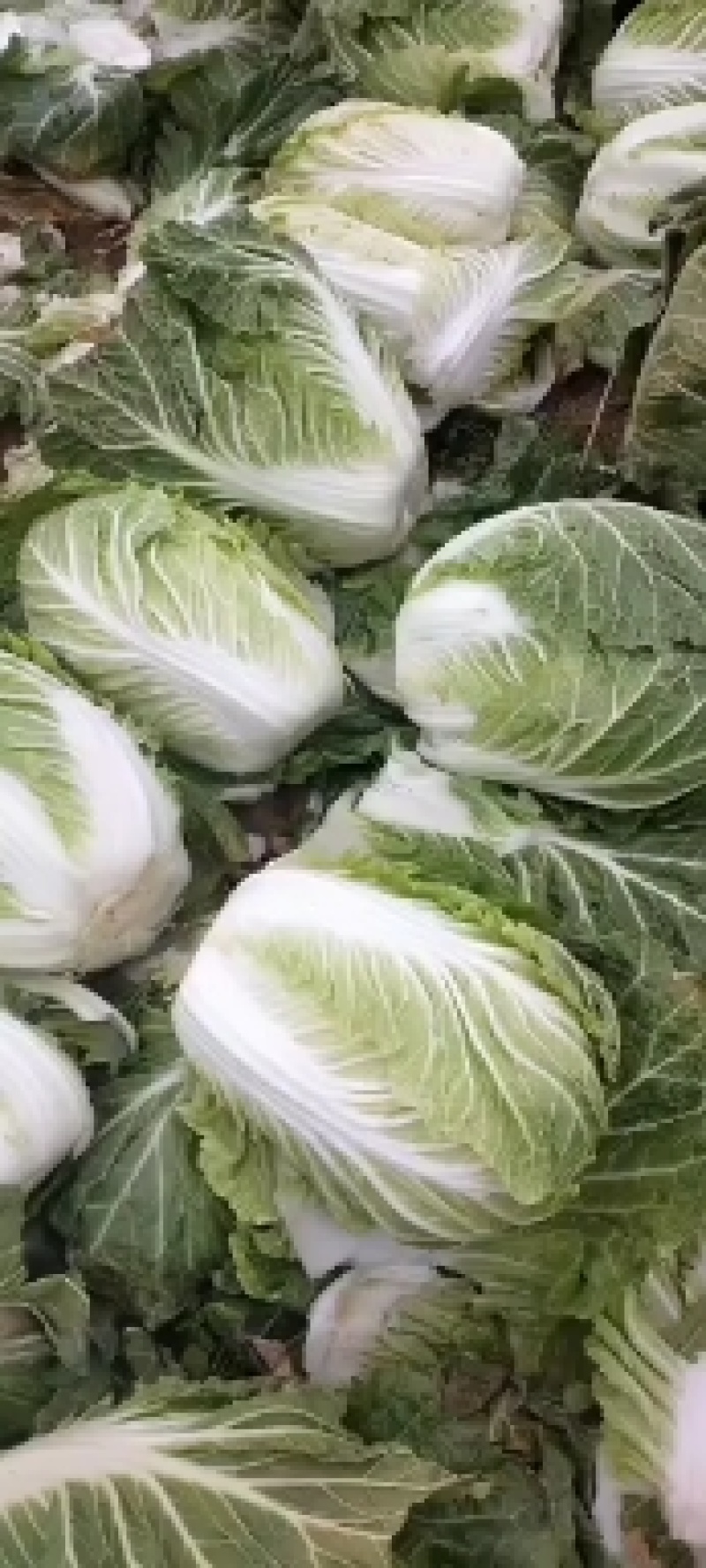 无公害种植，白菜，特色优质品种，黄心，青杂白菜