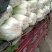 无公害种植，白菜，特色优质品种，黄心，青杂白菜