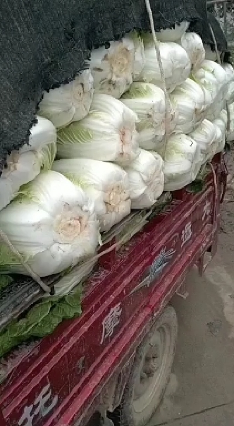 无公害种植，白菜，特色优质品种，黄心，青杂白菜