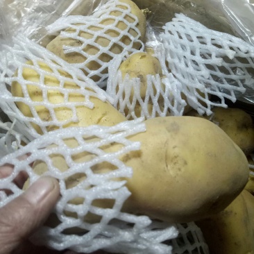 安丘市精品库存土豆大量出库。质量保证好，价格底，欢迎光临