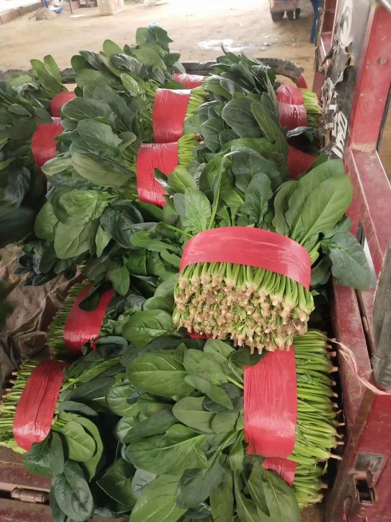 精品大叶菠菜，大量有货！