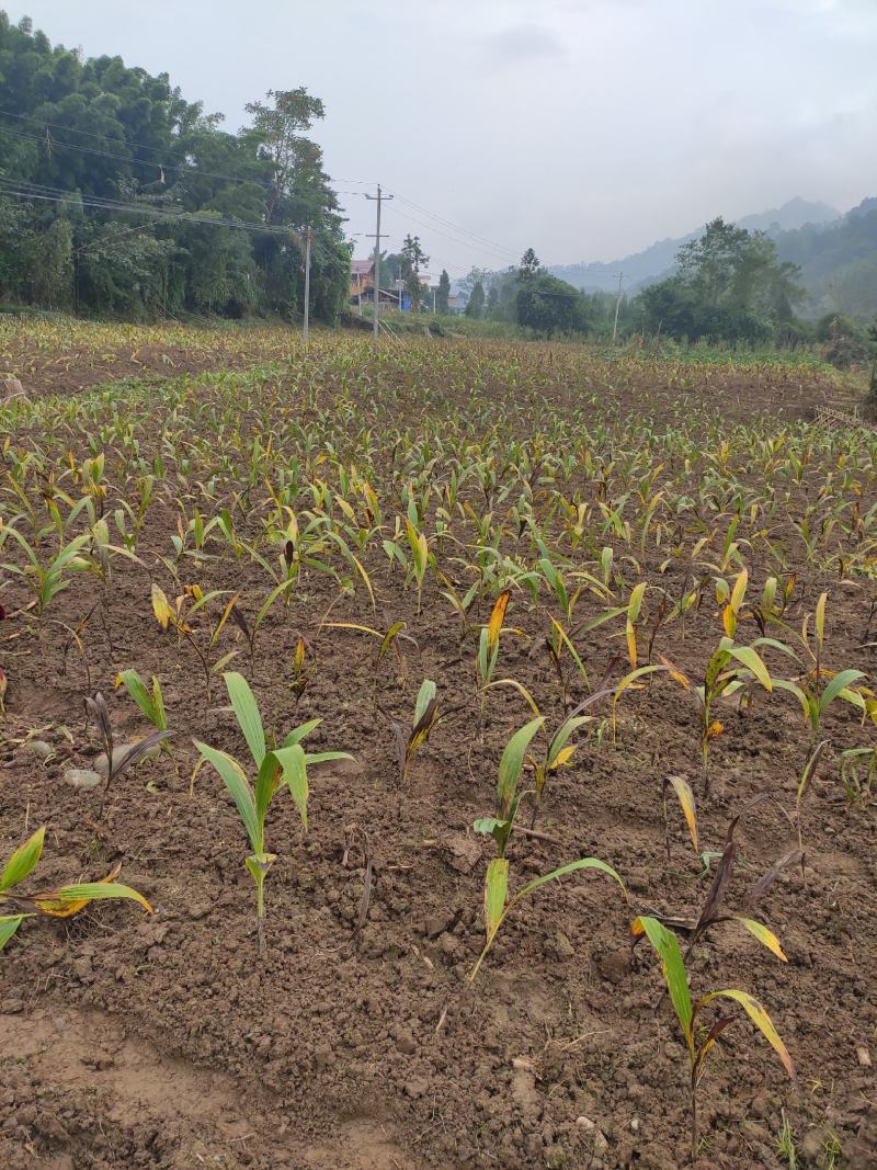 鲜白芨统货，量大，需要的可以联系。。。