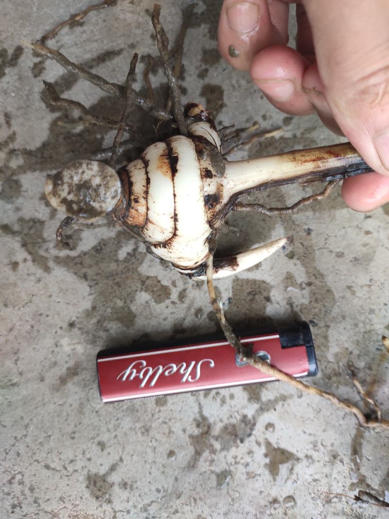 鲜白芨统货，量大，需要的可以联系。。。