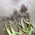 鲜白芨统货，量大，需要的可以联系。。。