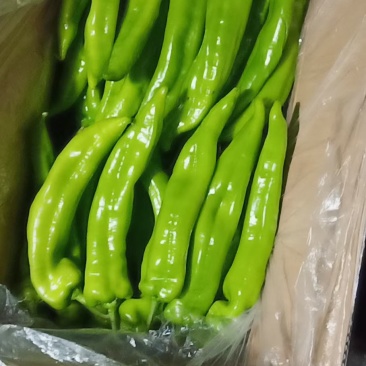 长建尖椒产地直发精品