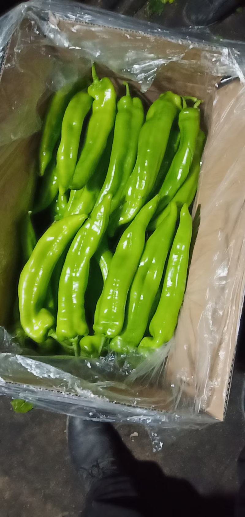 长建尖椒产地直发精品