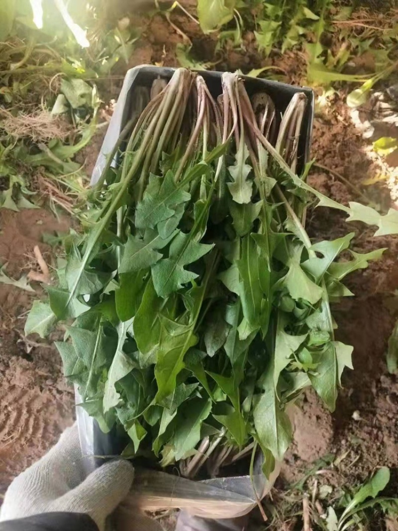 鲜婆婆丁（蒲公英）大量批发，自产自销农家菜10-15厘米