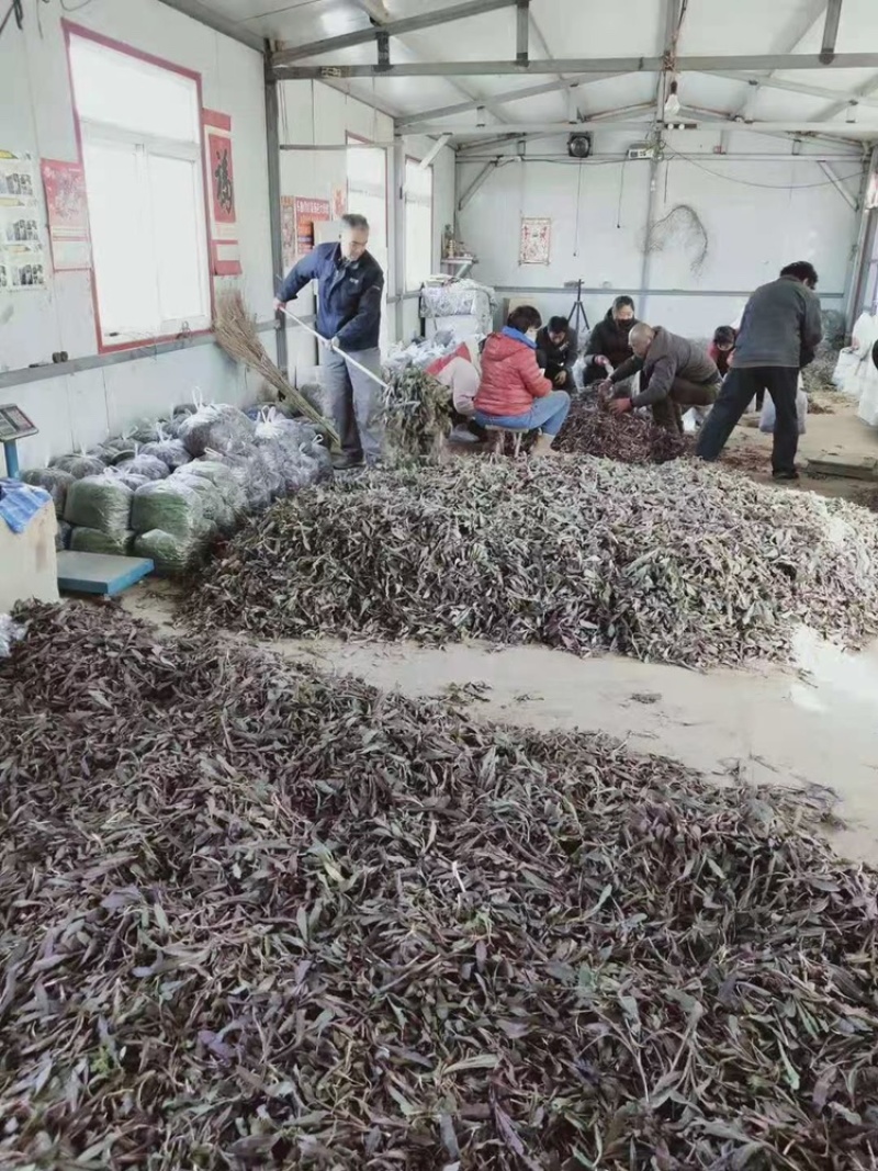 鲜婆婆丁（蒲公英）大量批发，自产自销农家菜10-15厘米