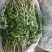 鲜婆婆丁（蒲公英）大量批发，自产自销农家菜10-15厘米