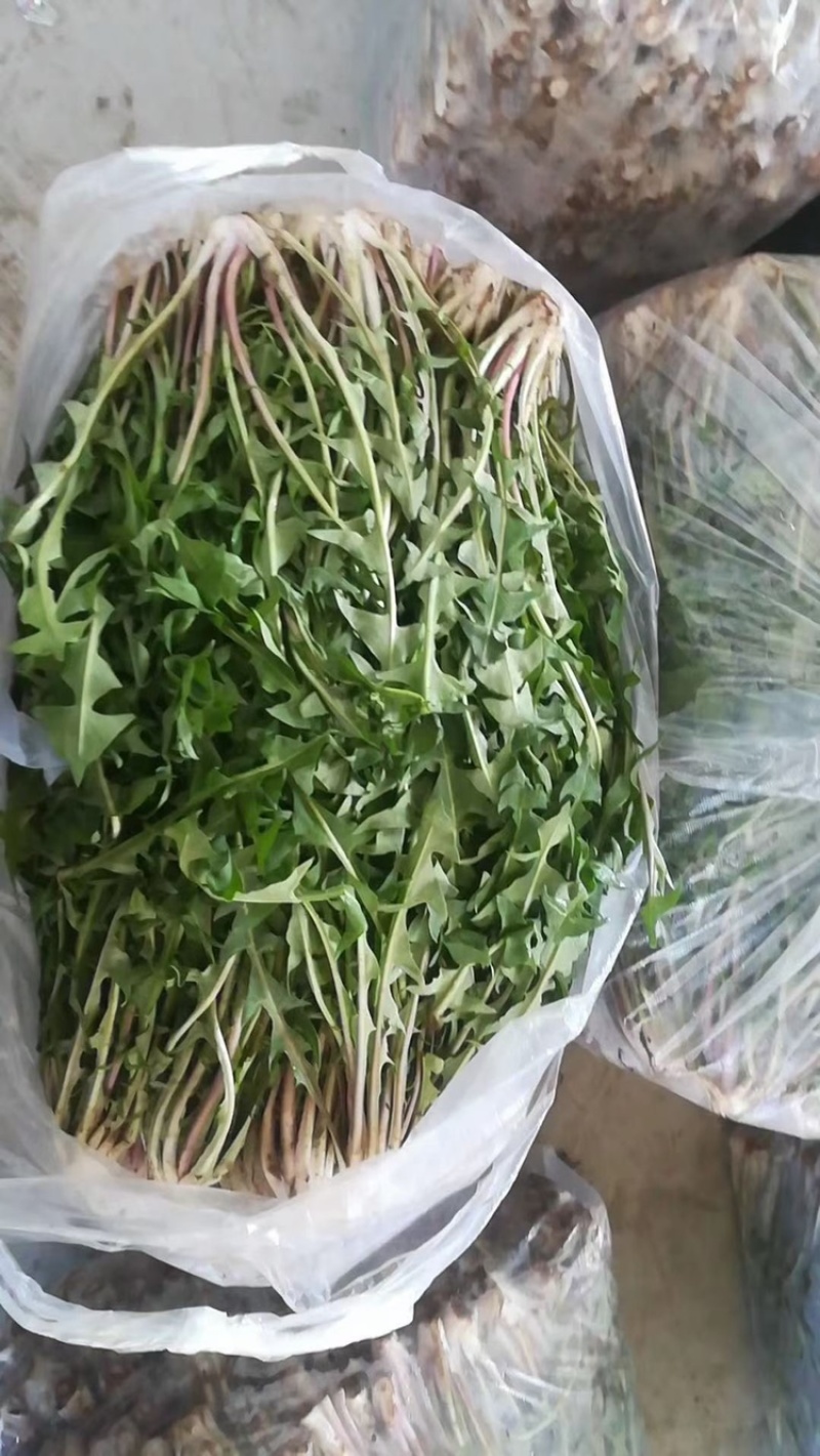鲜婆婆丁（蒲公英）大量批发，自产自销农家菜10-15厘米
