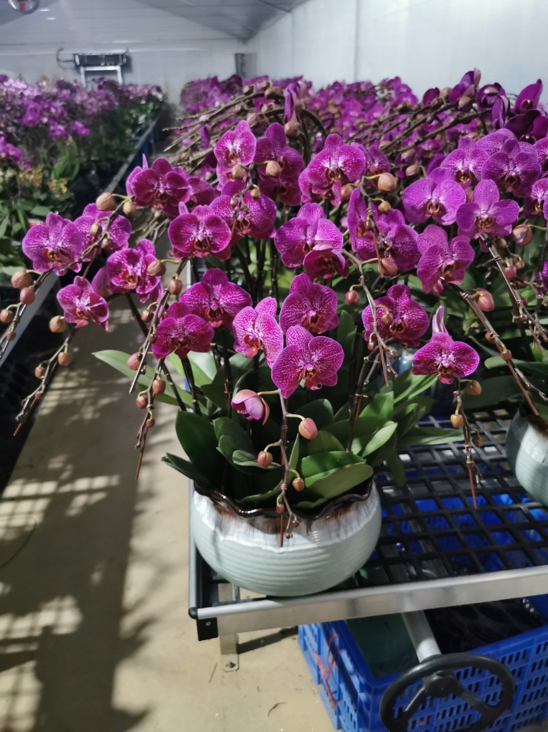 蝴蝶兰,室内花卉，美化环境改善风水，净化空气除甲醛