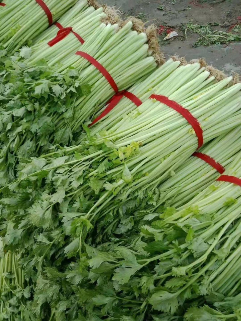 山东省沂水优质细棵芹菜，大量批发，保质保量，价格公开。