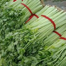山东省沂水优质细棵芹菜，大量批发，保质保量，价格公开。
