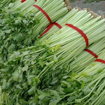 山东省沂水优质细棵芹菜，大量批发，保质保量，价格公开。