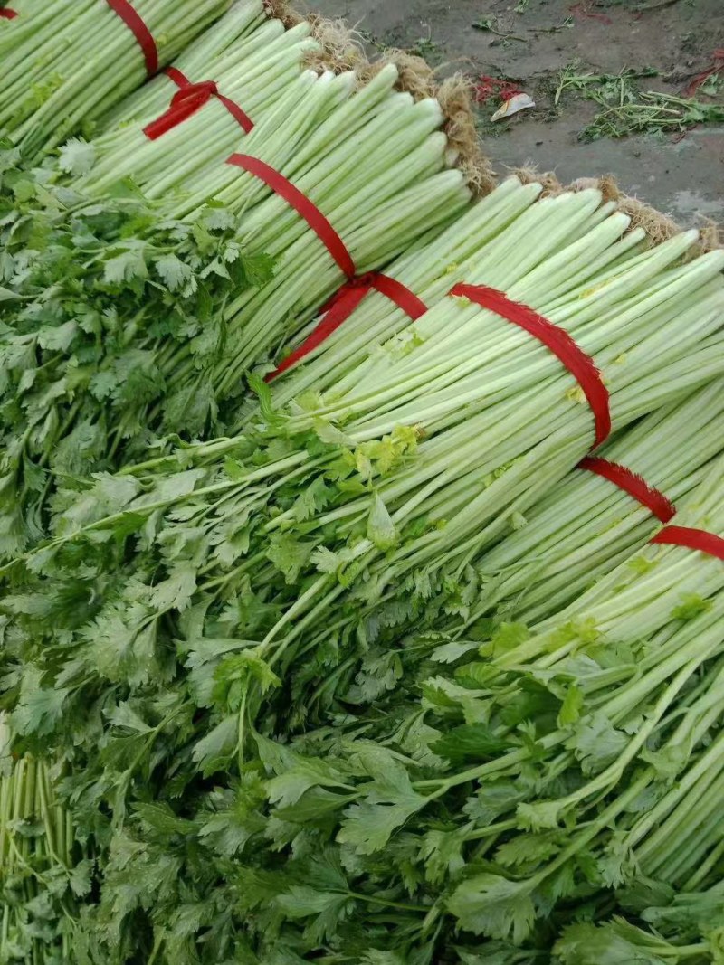 山东省沂水优质细棵芹菜，大量批发，保质保量，价格公开。
