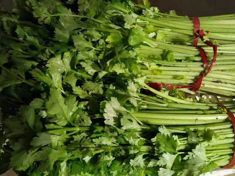山东省沂水优质细棵芹菜，大量批发，保质保量，价格公开。