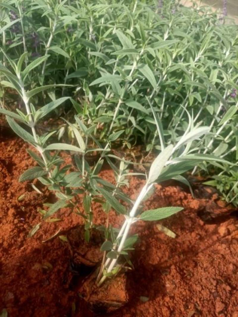 紫柳，墨西哥鼠尾草墨西哥鼠尾草种植销售