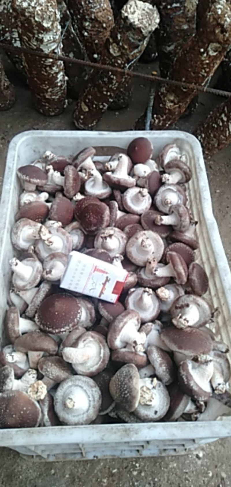 新鲜香菇寻长期合作伙伴