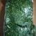 速冻荠菜馅，速冻荠菜整棵大量现货批发价