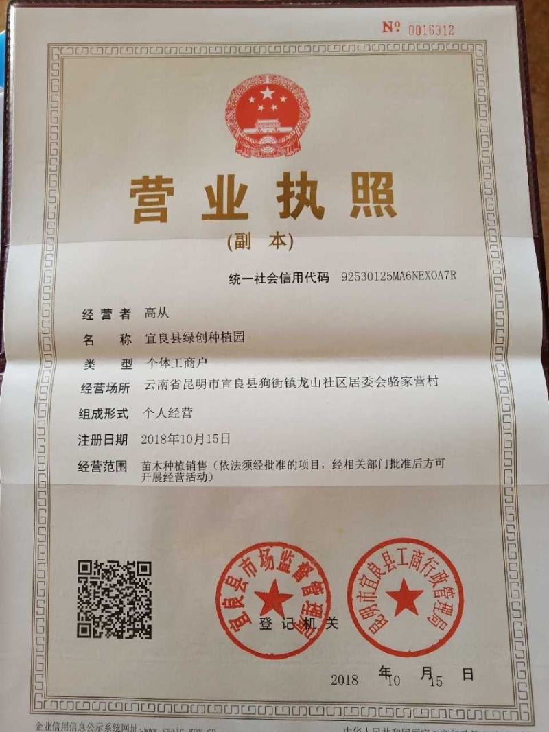 松雪梅，云南松雪梅杯苗，松雪梅苗圃直销，松雪梅绿化苗木